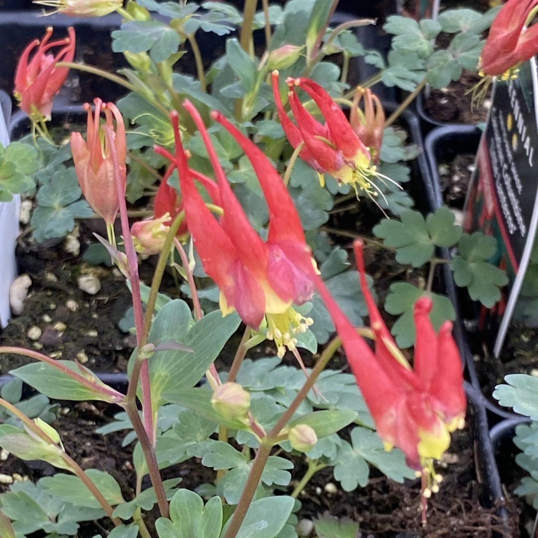 Aquilegia canadensis 'Little Lanterns' (Wild Columbine)
