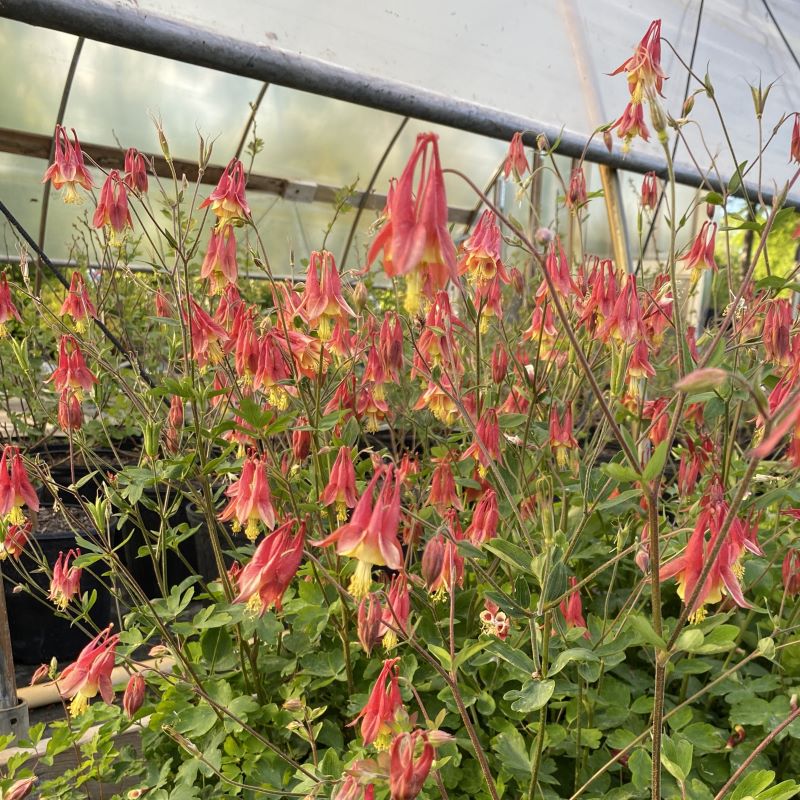 Aquilegia canadensis flowering.