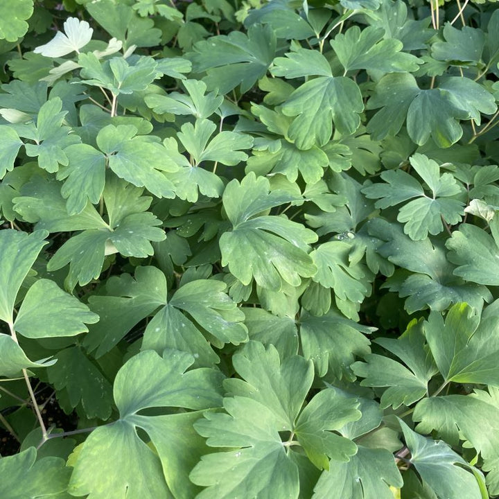 Green foliage of Aquilegia canadensis