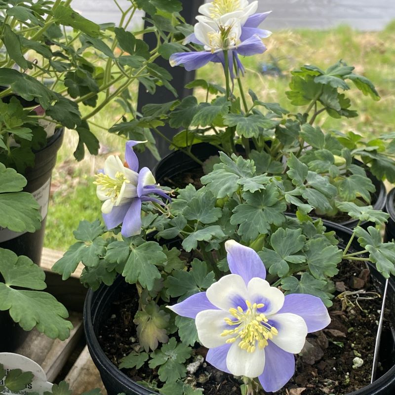 Aquilegia x Songbird 'Blue Bird' with showy blue and white doubled flowers.