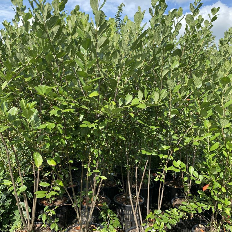 chokeberry plants Aronia arbutifolia 'Brilliantissima' (Red Chokeberry) – Unity Church Hill  Nursery, LLC