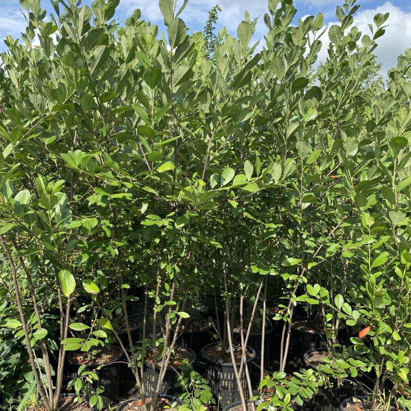 Aronia arbutifolia 'Brilliantissima' (Red Chokeberry) grown in 7-gallon pots.