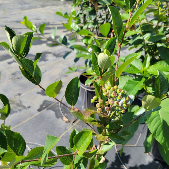 Foliage, berries, and structure of Aronia melanocarpa (Black Chokeberry)