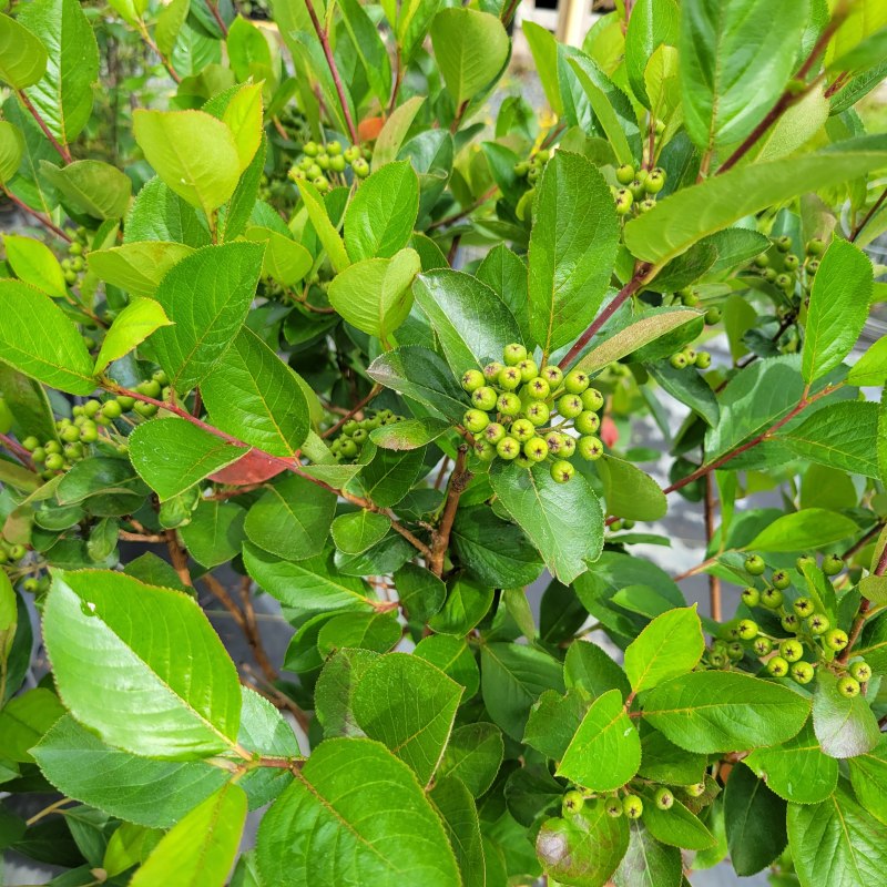 The foliage and developing green berries of Aronia melanocarpa 'Viking'