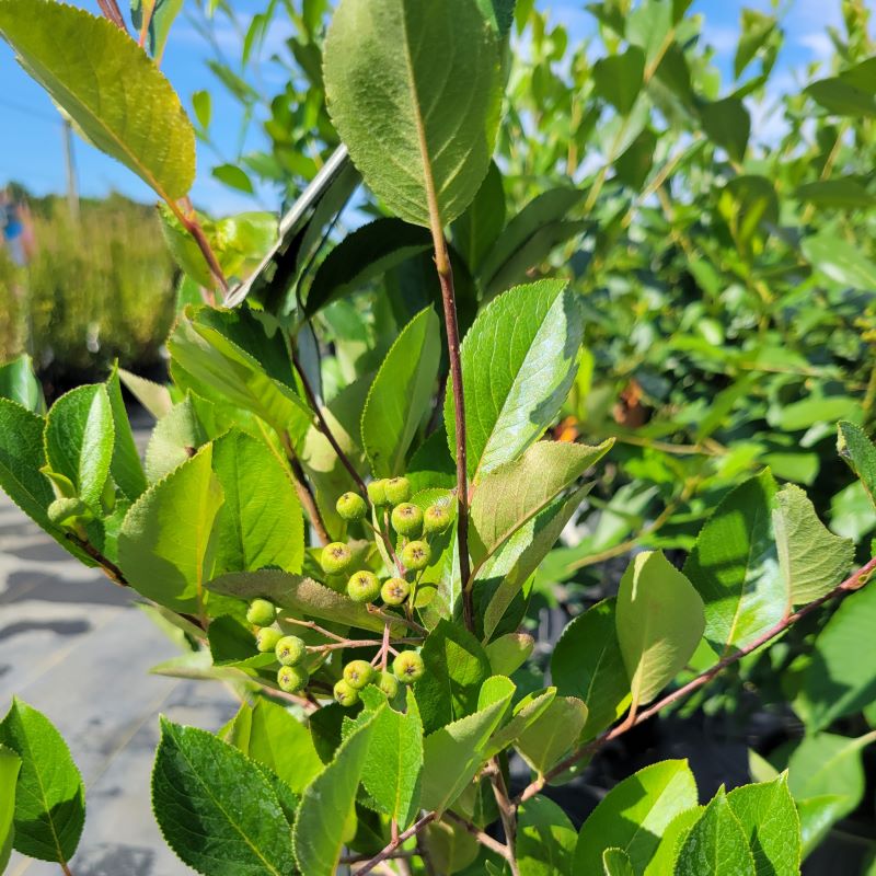 Close-up of the glossy foliage and developing green berries of Aronia melanocarpa (Black Chokeberry)