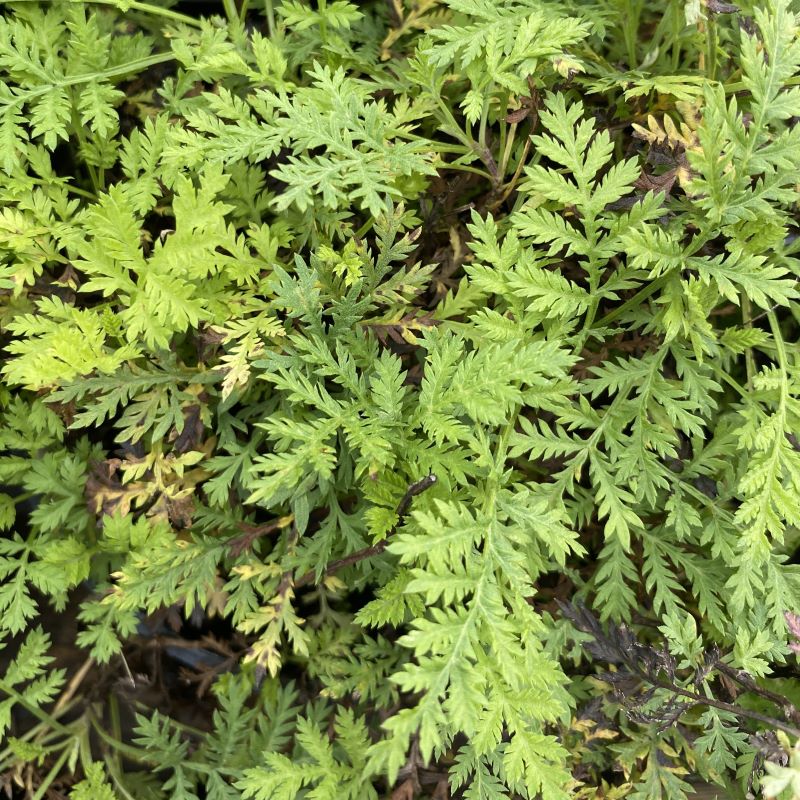 Close up of artemisia gmelinii SunFern Arcadia (wormwood). 