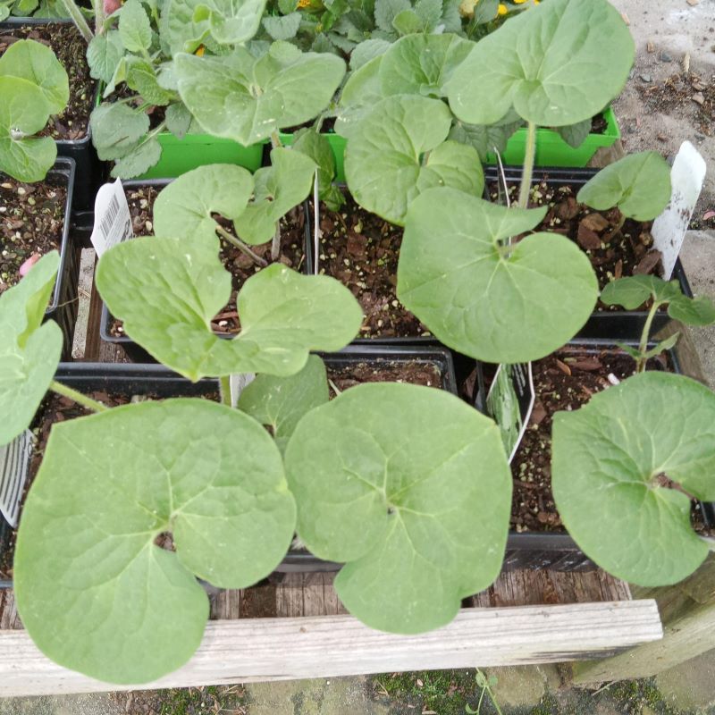 Wide, heart-shaped leaves of Asarum canadense (Wild Ginger) grown in quart-sized containers.