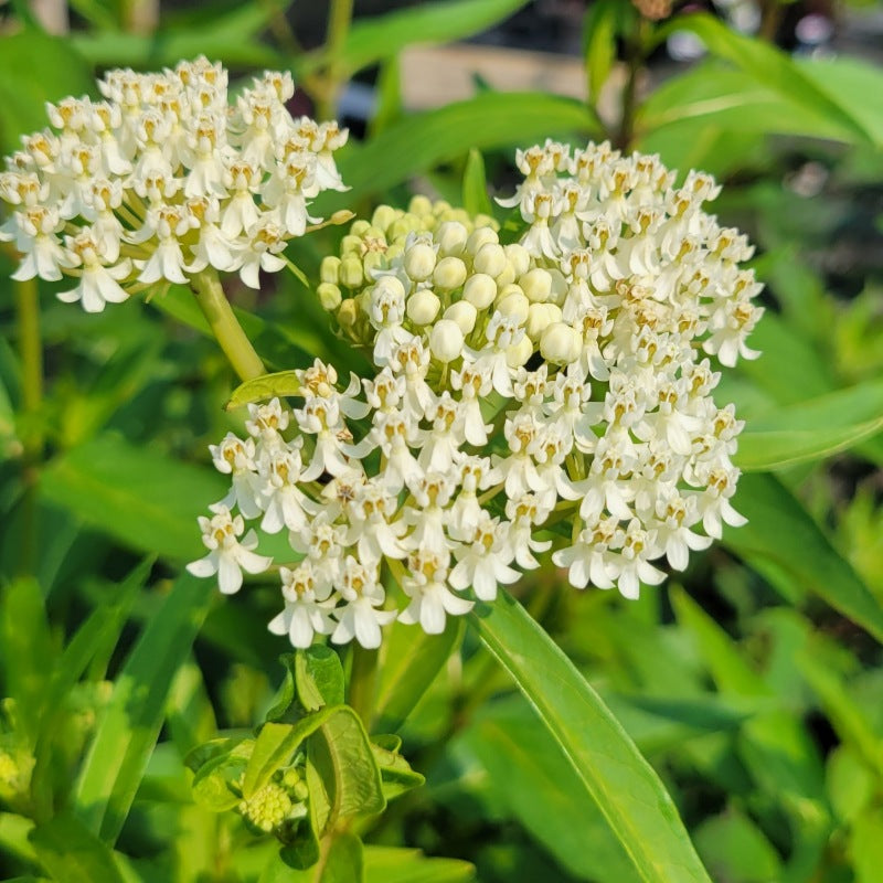 A close-up photo of the showy white flower clusters of Asclepias incarnata 'Ice Ballet' swamp milkweed