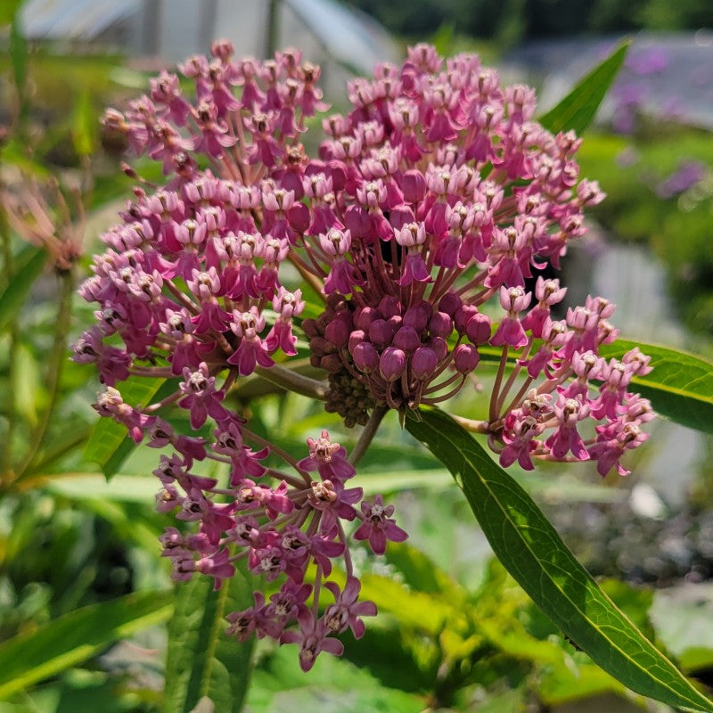 A close-up photo of the showy, pink-purple blooms of Asclepias incarnata 'Cinderella' (Swamp Milkweed) on full display