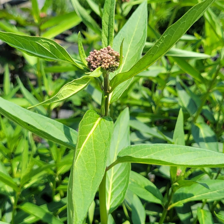 A photo of the bright green leaves and developing purple-pink flower buds of Asclepias incarnata 'Cinderella' swamp milkweed