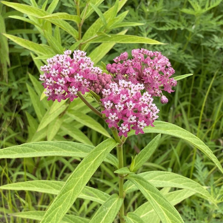 Close up of pink and white asclepias incarnata (swamp milkweed) blooms.