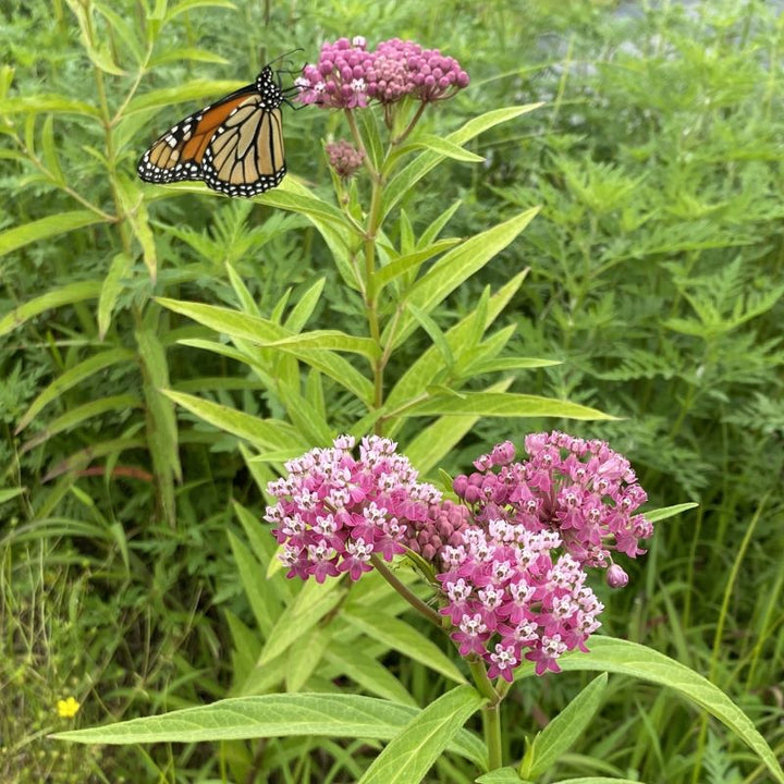 Monarch butterfly on a swamp milkweed bloom.