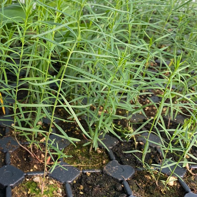 Asclepias verticillata (Whorled Milkweed) growing in landscape plug trays. 