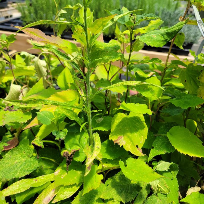 Upright and low-growing heart-shaped leaves of Symphyotrichum cordifolium (Aster cordifolius) (Common Blue Wood Aster) grown as LP50 landscaping plugs