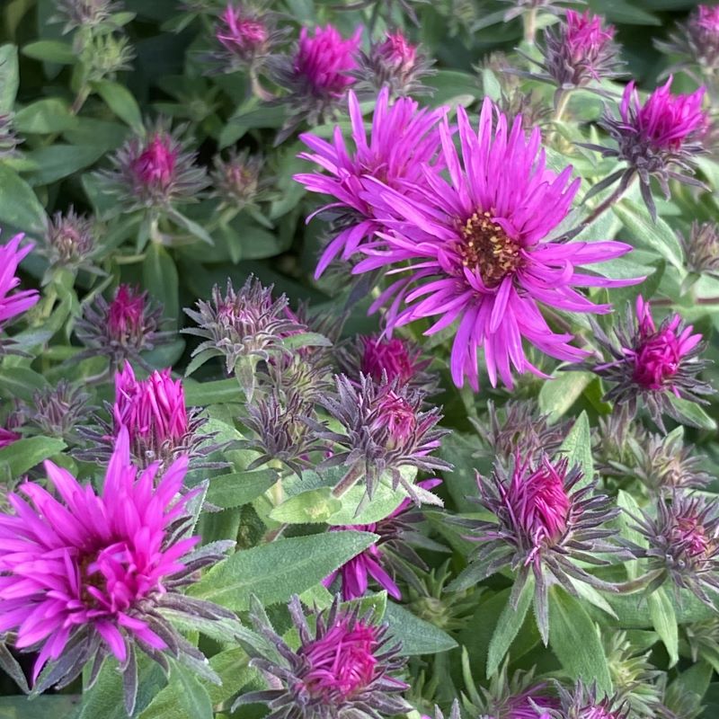 Close up of rose-purple aster novae angliae 'vibrant Dome' (New England Aster).