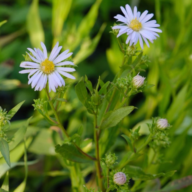 Close up of pale purple aster novi belgii flowers with yellow center.