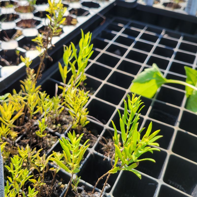 Symphyotrichum oblongifolium (Aromatic Aster) grown as CP72 landscaping plugs