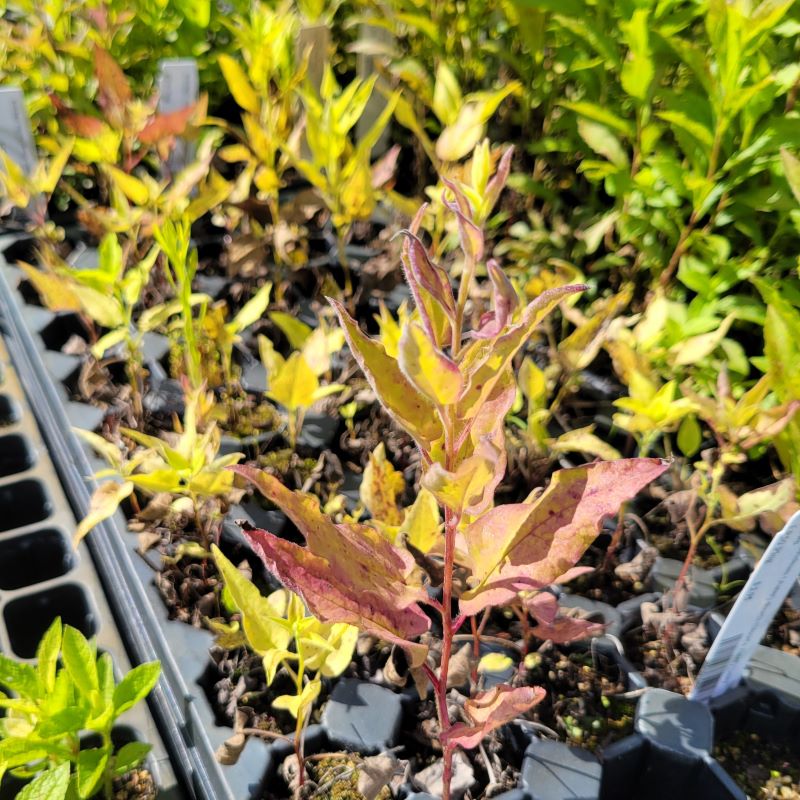 Symphyotrichum (Aster) shortii (Short's Aster) Unity Grown grown as LP50 landscaping plugs