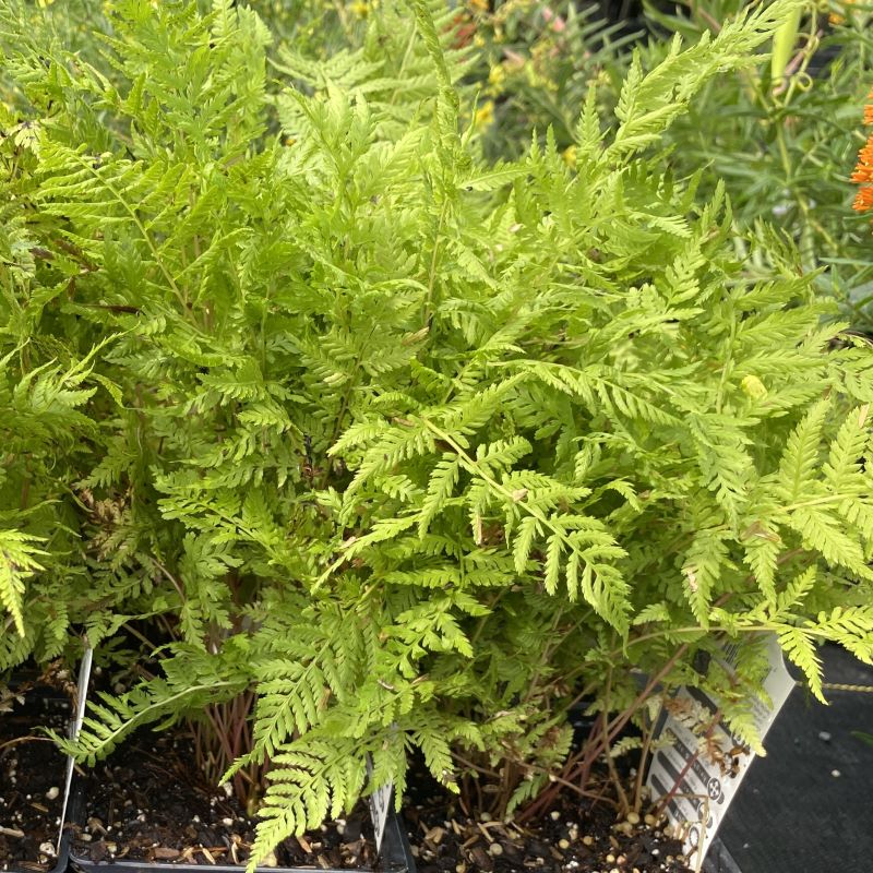 Athyrium felix-femina 'Lady in Red' (Lady in Red Fern) growing in quart containers.