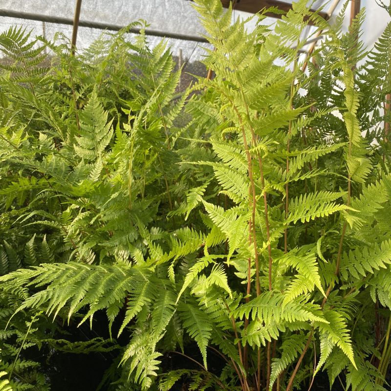 Athyrium filix femina (Souther Lady Fern) growing in pots. 