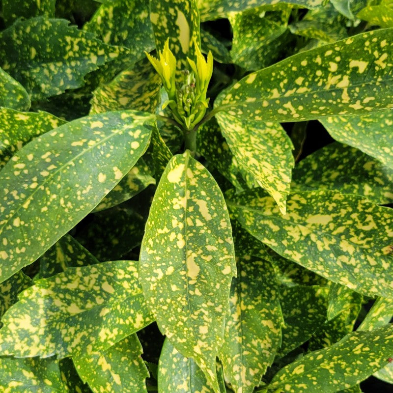 A close-up photo of the glossy, gold-speckled variegated leaves of Aucuba japonica 'Gold Dust' (Japanese Laurel)