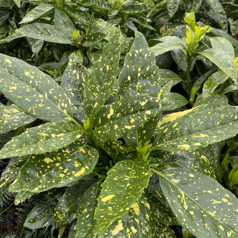 Aucuba japonica 'Variegata' (Variegated Aucuba)