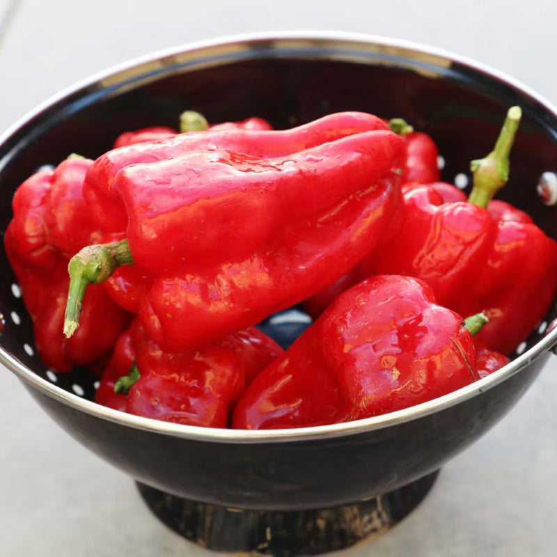 A close-up of the glossy red fruits of Ausilio Thin-Skinned Italian peppers.