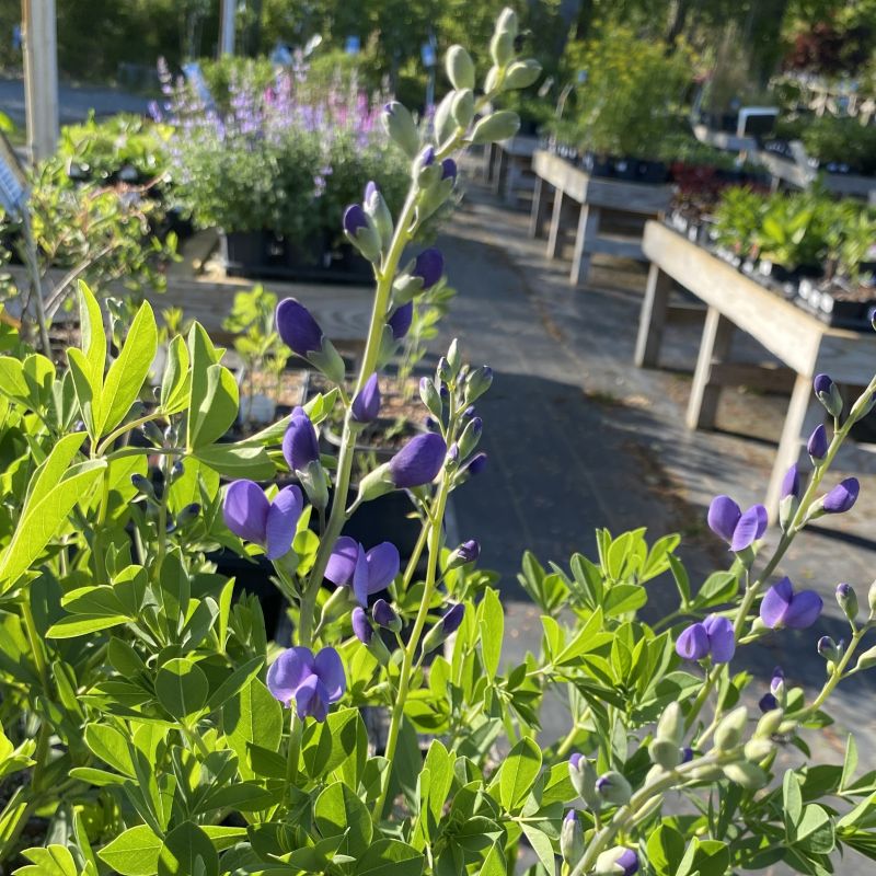 Baptisia australis (False Indigo) – Unity Church Hill Nursery, LLC