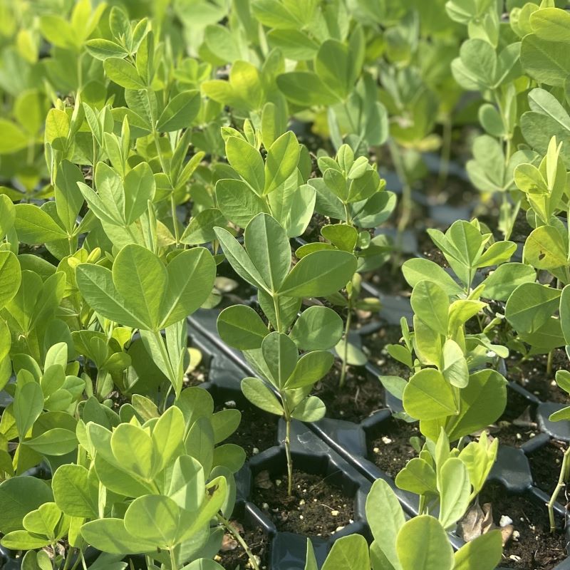 Baptisia australis (false indigo) growing in landscape plug containers.