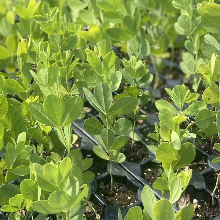 Baptisia australis (false indigo) growing in landscape plug containers.