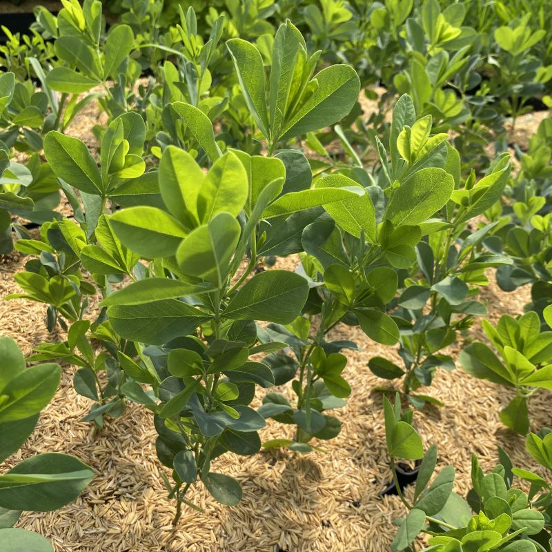 Close up of baptisia australis (false indigo) in quart size containers. 