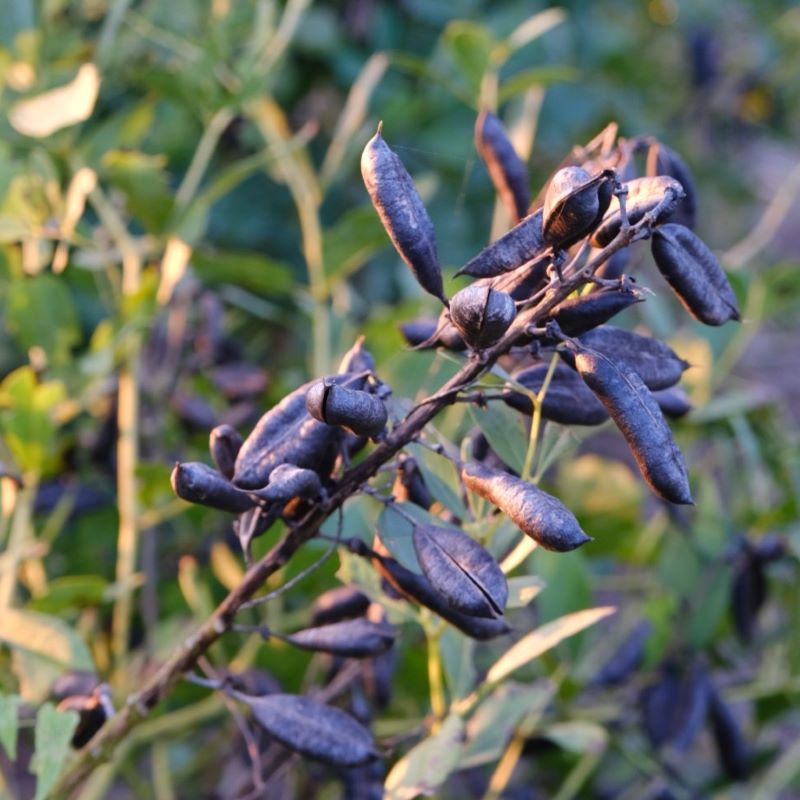 Baptisia australis (False Indigo) seed pods.