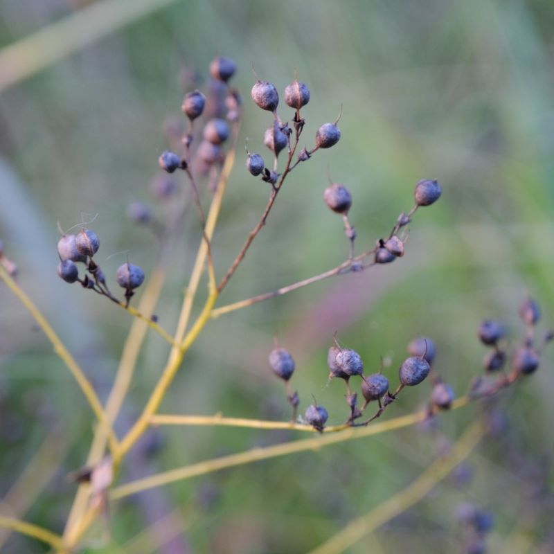 Close up of Baptisia tinctoria (Small Yellow Wild Indigo) seed pods.