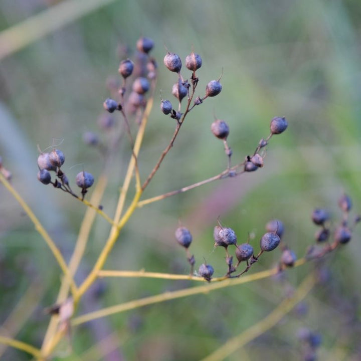 Close up of Baptisia tinctoria (Small Yellow Wild Indigo) seed pods.
