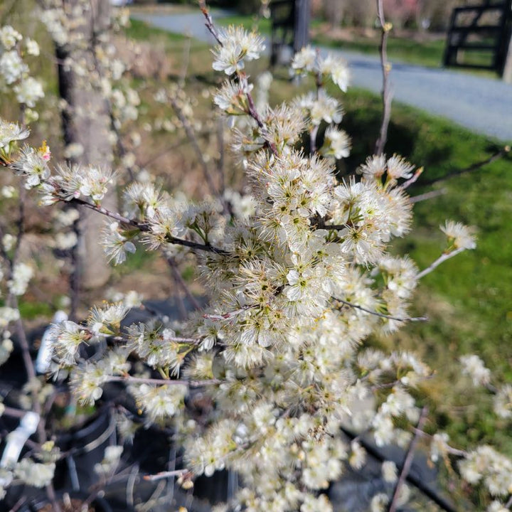 Close-up photo of the showy, profuse flowers of Prunus maritima (beach plum) in the early spring
