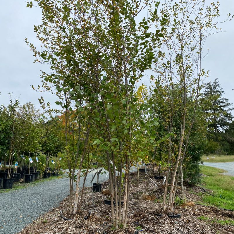 Multi-stemmed Betula nigra Heritage® (River Birch) grown in 20-gallon pots.