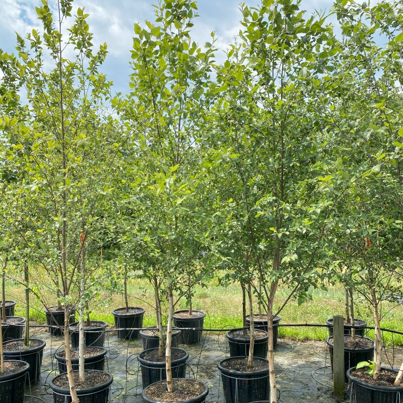 Single stem Betula nigra (River Birch) grown in 7-gallon pots.