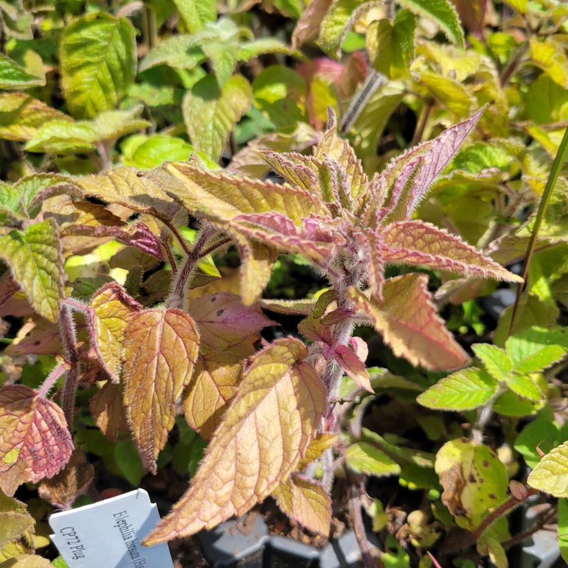 Silvery-gray, fuzzy foliage of Blephilia hirsuta (Hairy Wood Mint) grown as LP50 plugs