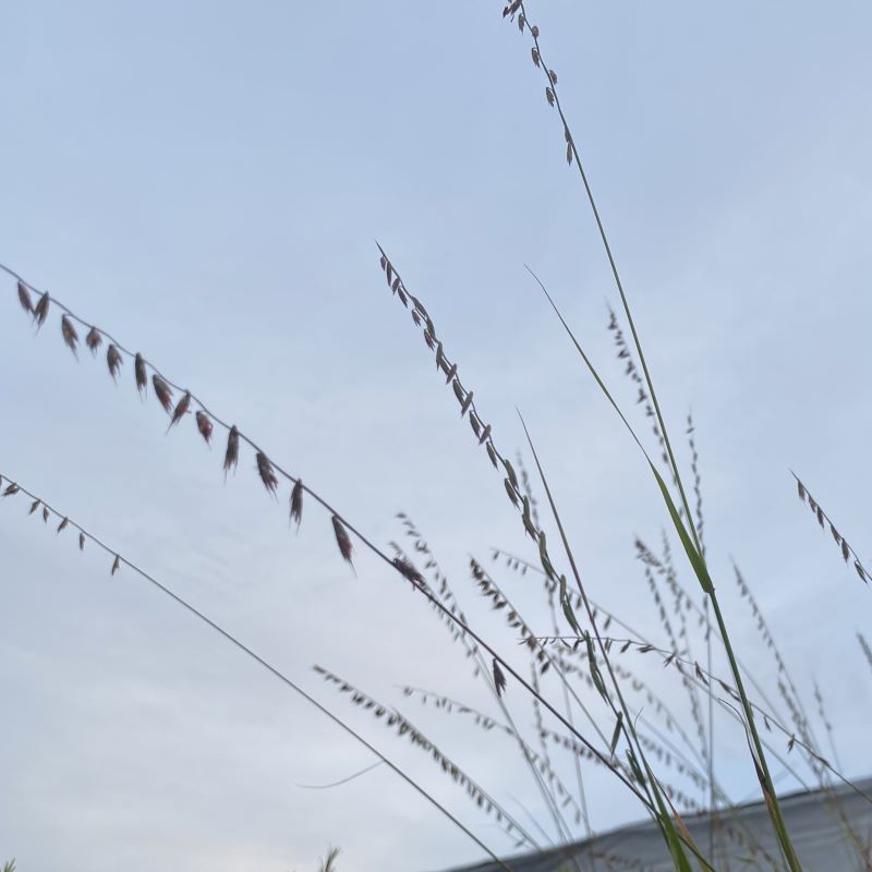 Bouteloua crtipendula sideoats grama grass.