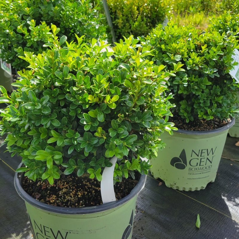 Two, rounded Buxus 'NewGen Independence' boxwoods grown in NewGen branded pots
