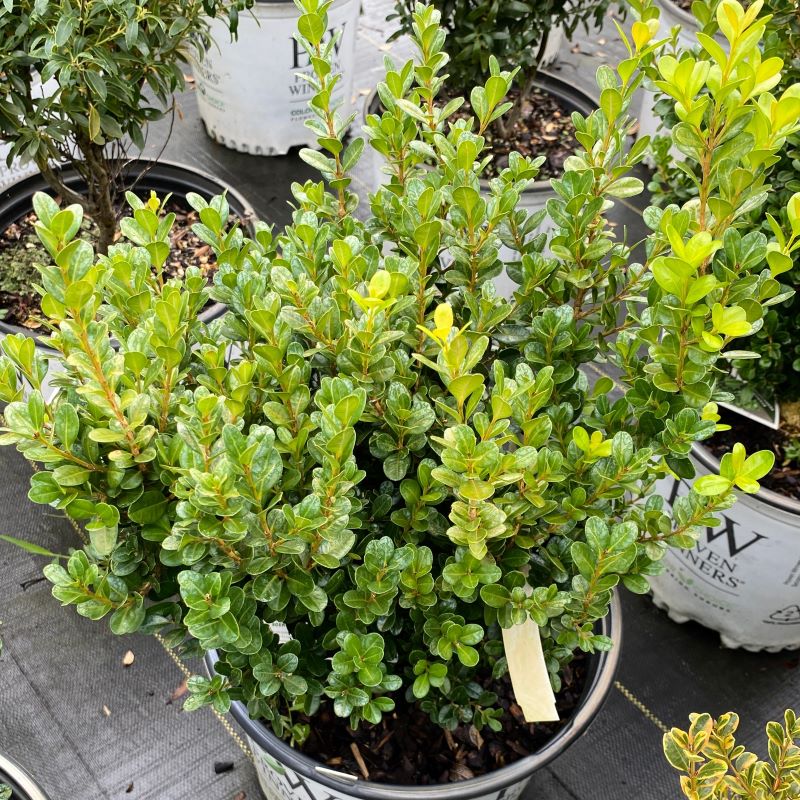 Buxus microphylla 'Sprinter®' (Boxwood) grown in a 3-gallon pot.