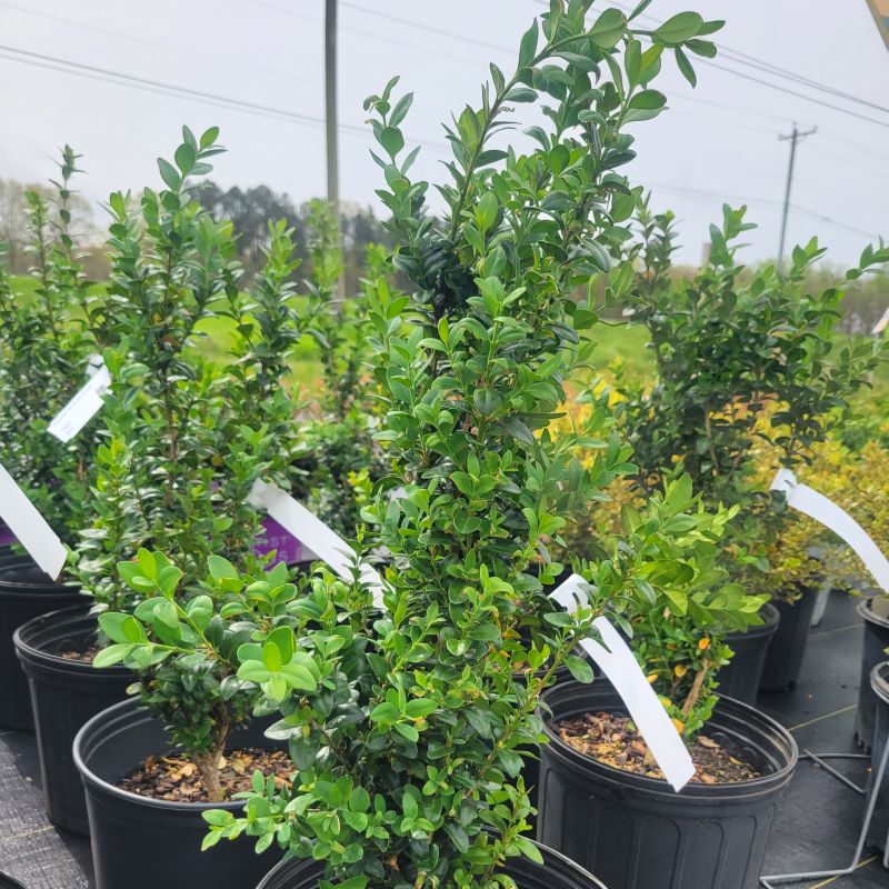 Upright behavior of Buxus sempervirens 'Dee Runk'
