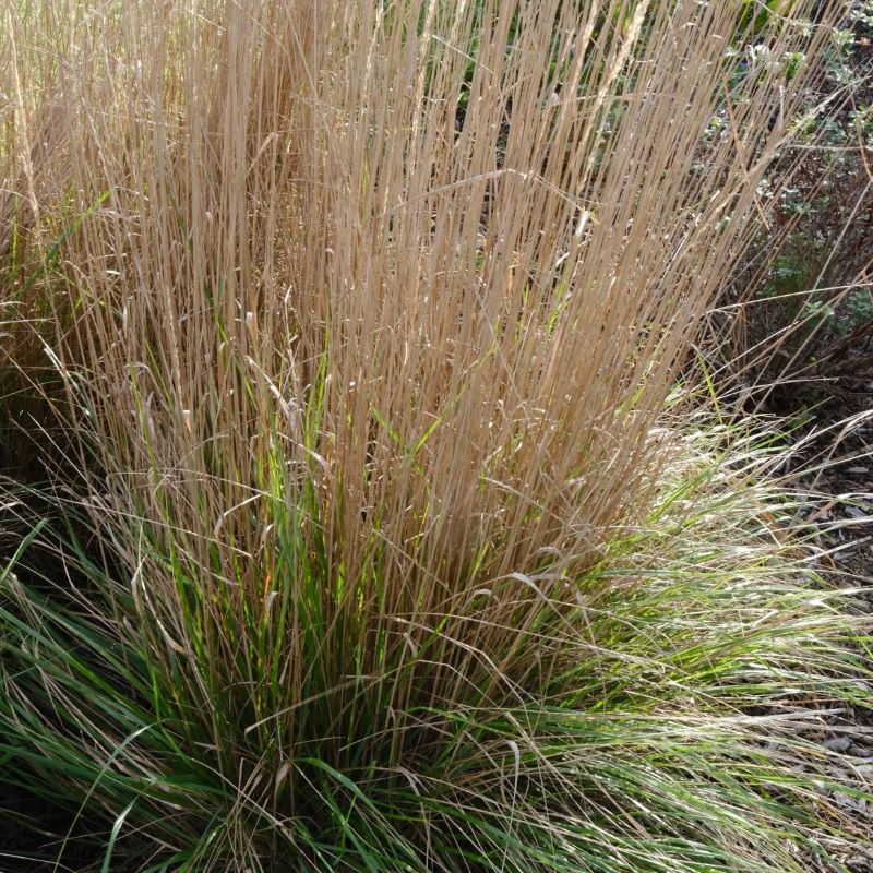 Close up of calamagrostis x acutiflora 'Karl Foerster" grass