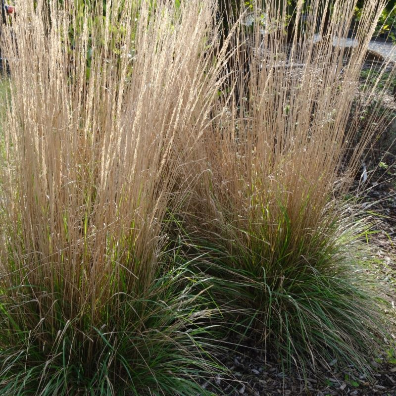 Two calamagrostis x acutiflora 'Karl Foerster' grasses. 