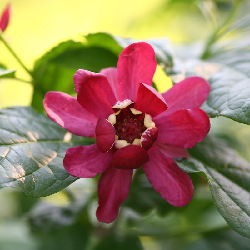 A close-up photo of a beautiful red bloom on Calycanthus x 'Aphrodite' sweetshrub (Courtesy of Proven Winners)