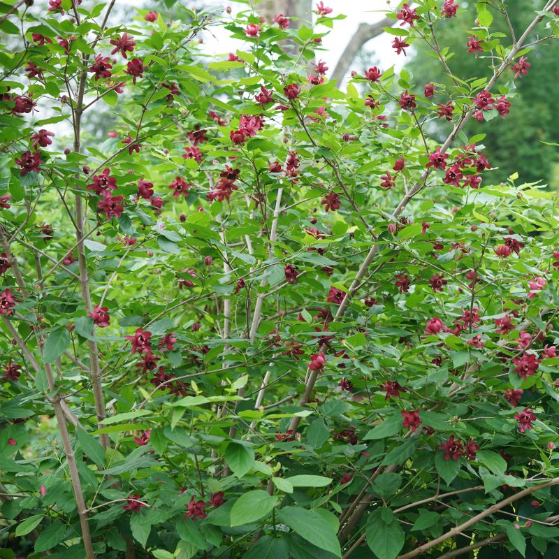 A photo of a Calycanthus x 'Aphrodite' shrub showcasing branch sturcture, growth habit, and red flowers (Courtesy of Proven Winners)