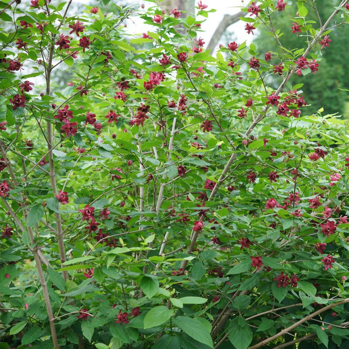 A photo of a Calycanthus x 'Aphrodite' shrub showcasing branch sturcture, growth habit, and red flowers (Courtesy of Proven Winners)
