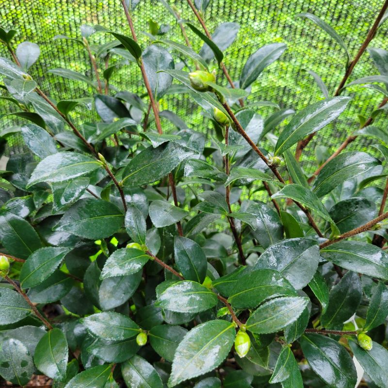 Close-up of the glossy foliage and flower buds of Camellia sasanqua 'Yuletide' (Camellia)