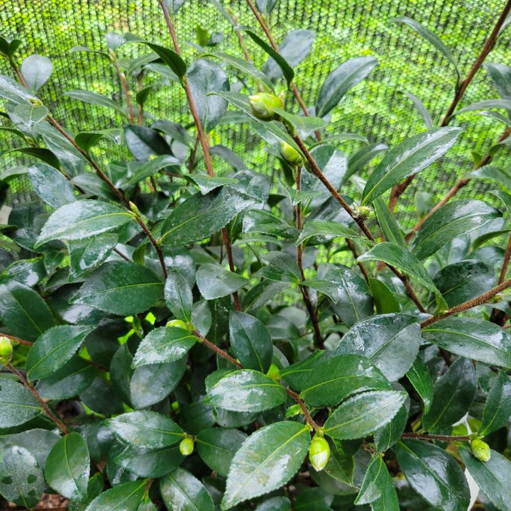 Close-up of the glossy foliage and flower buds of Camellia sasanqua 'Yuletide' (Camellia)