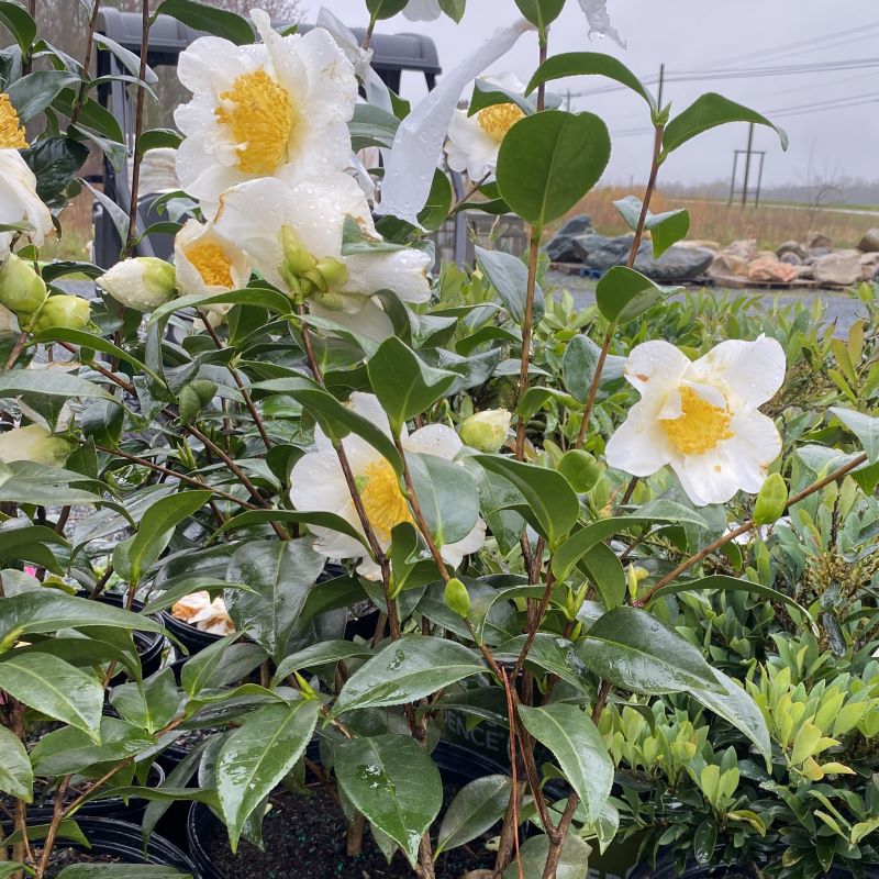 Camellia japonica 'Silver Waves' (Camellia)
